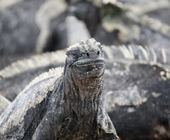 Amblyrhynchus cristatus