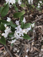 Myoporum petiolatum