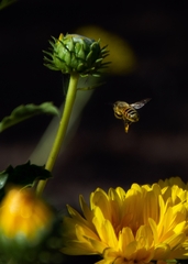 Apis mellifera