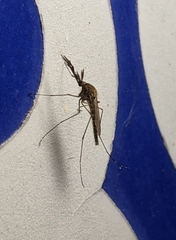 Aedes
