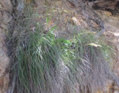 Chionochloa bromoides