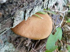 Aureoboletus roxanae