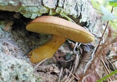 Aureoboletus roxanae