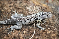 Microlophus albemarlensis