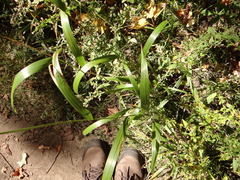 Elymus villosus