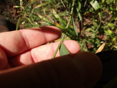 Elymus villosus