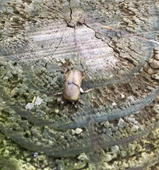 Euoniticellus fulvus