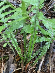 Steiropteris deltoidea