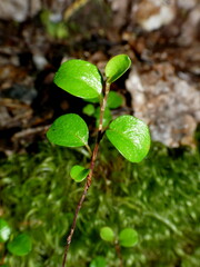 Nothofagus solandri