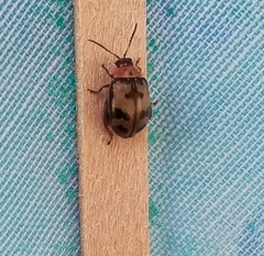 Oedionychina