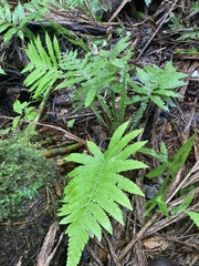 Steiropteris deltoidea