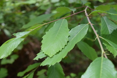 Castanea pumila