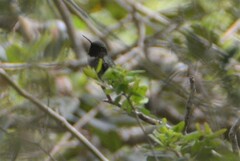 Archilochus colubris