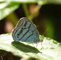 Caeruleuptychia twalela