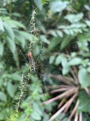 Nephila pilipes
