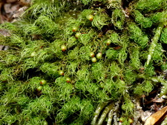 Bartramia mossmaniana