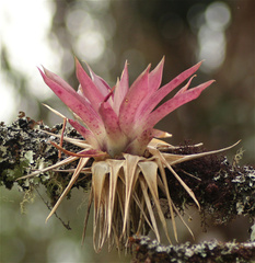Tillandsia biflora