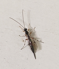 Itoplectis