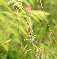 Castilleja arvensis arvensis