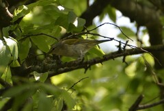 Leiothlypis peregrina