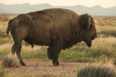 American Bison photo 3