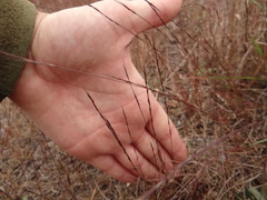 Aristida longespica