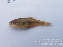 Characidae