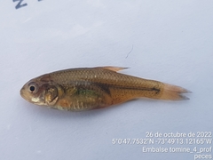 Characidae