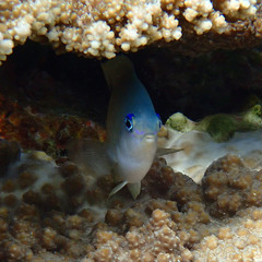 Plectroglyphidodon johnstonianus