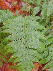 Dryopteris