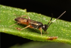 Agrothereutina