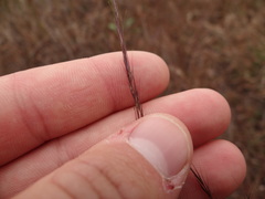 Aristida longespica