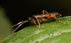 Agrothereutina