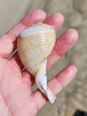 Tonna tankervillii