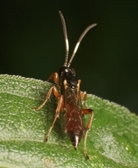 Agrothereutina