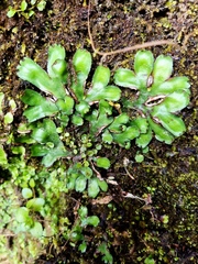 Marchantia polymorpha