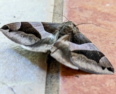 Dysgonia stuposa