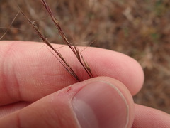 Aristida longespica