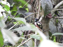 Eurylaimus ochromalus