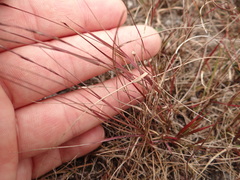 Aristida longespica
