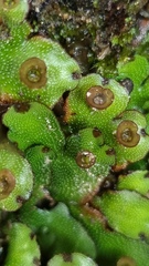 Marchantia polymorpha