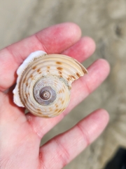 Tonna tankervillii