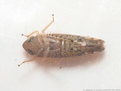 Osbornellus rotundus