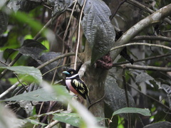 Eurylaimus ochromalus