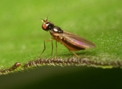 Anthomyzidae