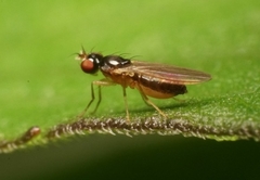 Anthomyzidae
