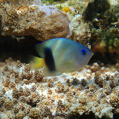 Plectroglyphidodon johnstonianus