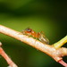 Green Tree Ant-mimic Spider - Photo (c) Reiner Richter, some rights reserved (CC BY-NC-SA), uploaded by Reiner Richter