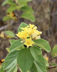 Cordia lutea