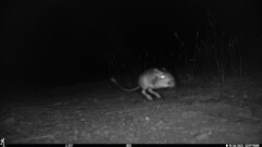 Dipodomys californicus